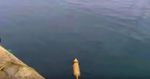 Dog Disappears Each Day When Owner Follows Him To Ocean And Notices Where He Goe...