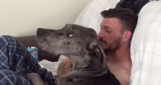 Giant Great Dane Wants To Cuddle On Owner’s Lap