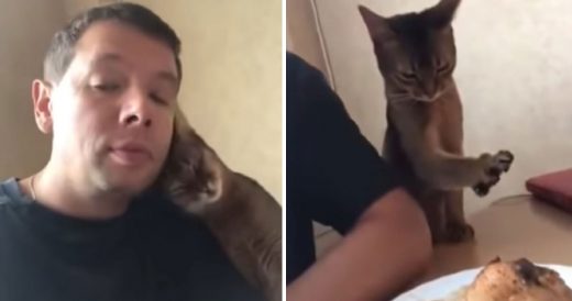 Cat Approaches Owner With Love and Affection, Then He Reveals His True Nature