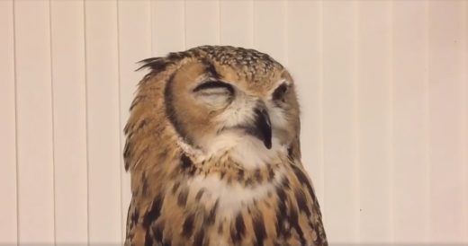 Owl Scrunches Face To Sneeze