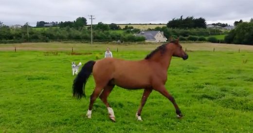 Horse Plays In Field With Dogs