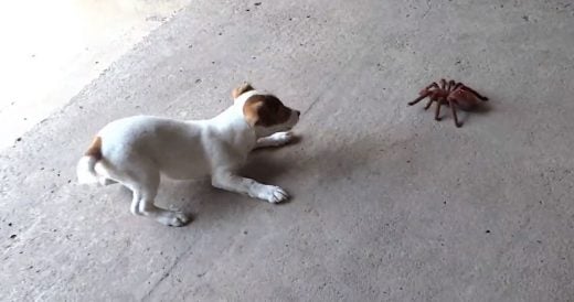 Puppy Comes Face-To-Face With A Robotic Spider