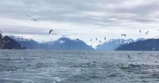 Man Films Seagulls And Captures One-Of-A-Kind Sight That Has Everyone’s Heart ...