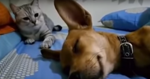 Dog Farts In His Sleep And The Family Cat Is Not Impressed