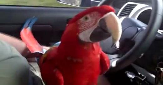 Chatty Parrot Takes Car Ride And Won’t Stop Talking