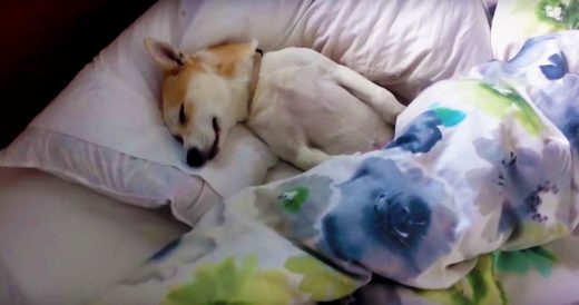 Dog Plays Dead To Avoid The Vet And Mom Brings Out Treats To Wake Her Up