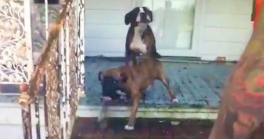 2 Dogs Abandoned On Flooded Porch Get Rescued