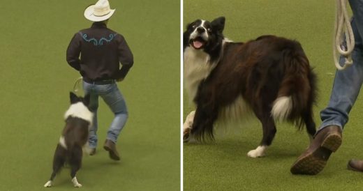 Cowboy And Border Collie Bring The House Down With Country Dance Routine