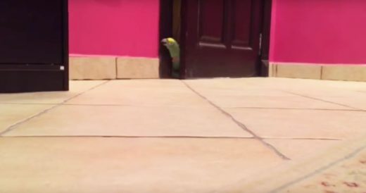 Parrot Sneaks Through Door, Finds Freedom And Lets Out Creepy Laugh