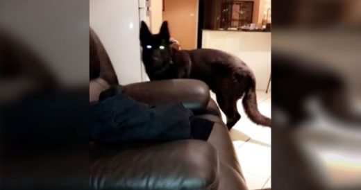 Dog Gets Back At Owner For Scaring Him