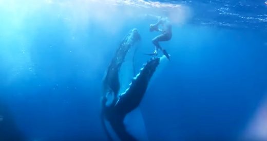 Diver Comes Face To Face With A Humpback Whale And Gets A High Five