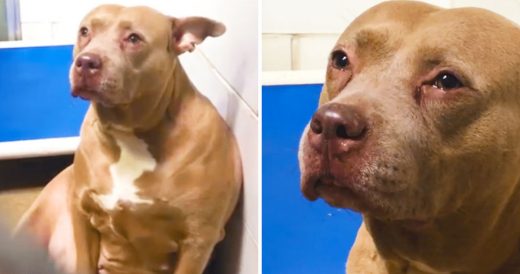 Mama Pit Bull Can’t Stop Crying After Finally Being Adopted