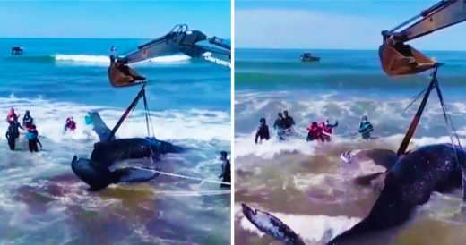 Beach-Goers Spot Beached Whale And Quickly Start To Help