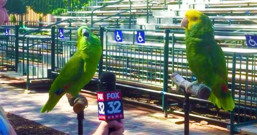 An Interview With 2 Parrots Turns Into A Serenade