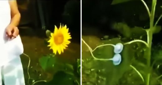 Woman Attaches Mic To Record “Singing” Sunflower