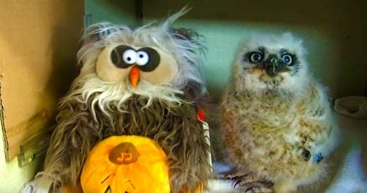 Orphaned Baby Owl Makes Friends With Toy Owl By Singing And Dancing To “Monste...