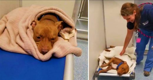 Shelter Pit Bull Was Sad Until Simple Nighttime Routine Immediately Took Him Out...