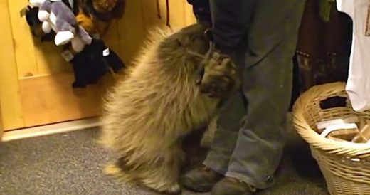 Porcupine Thinks He’s A Puppy And Demands Belly Rub