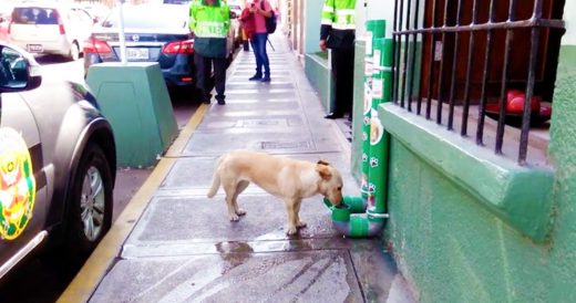 Abandoned Dogs Roam Streets Hungry Until Police Intervenes With Helpful Idea