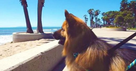 Dog’s Hard Days Are Over After Twist Of Fate Grants Him His Dream Life