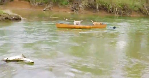 Two Barking Dogs Trapped On Moving Canoe Get Saved By A Third Dog