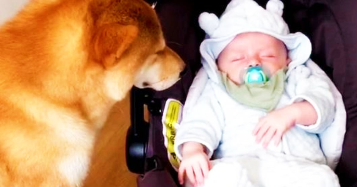 Family Dog Inches Closer To Newborn Mom Catches Pups Next