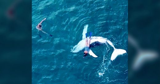 Bored Baby Whale Sneaks Off From Sleeping Mom To Give Diver The Best Day Of Her ...