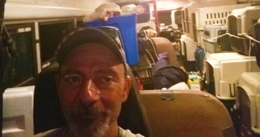 Man Overhauls School Bus Into “Noah’s Ark” To Rescue Dozens Of Animals Fro...