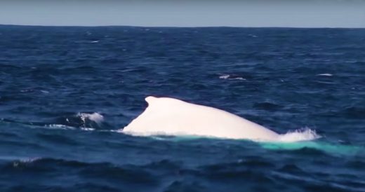 People Expect Humpback Whales And Spot Rare Albinos Instead