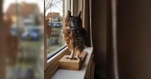 Woman Sings To Pet Owl And He Joins In