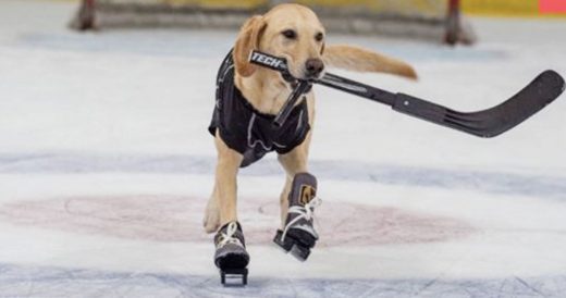 Dog On Death Row Gets Second Chance When Coach Makes Him World’s First Ice-Ska...