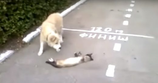 Sly Cat Being Chased By A Dog Plays Dead