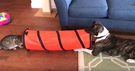 Cat Sticks His Head Inside Tunnel And Pulls Prank On Dog