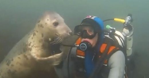 Seal Taps Diver On Shoulder To Give Him A Hug