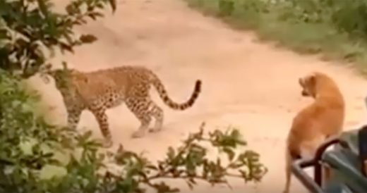 Dog Is Napping When Leopard Jumps Out Of The Bushes And Poses A Threat