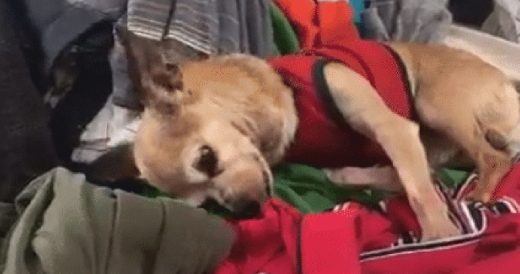 Dog’s Smells Late Owner’s Belongings And It’s Making Everyone Emotional