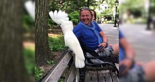 Cockatoo Perched On Bench Starts Barking When Dog Approaches