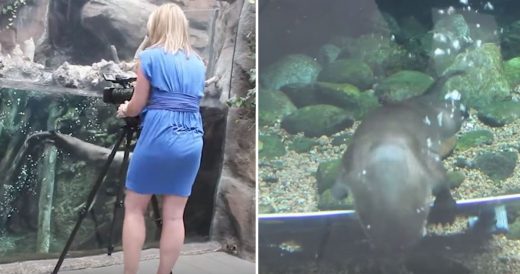 Otters Help With Marriage Proposal