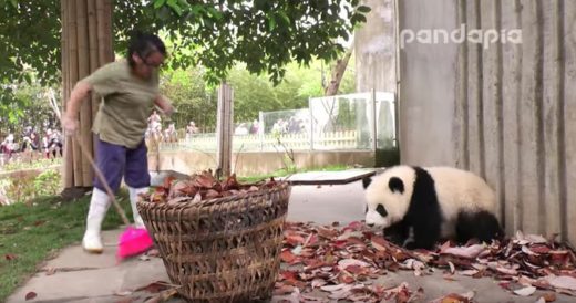 Woman Is Attempting To Rake Leaves When Cute Pandas Interfere