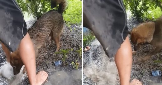 Mama Dog Rescues Pups After Den Fills With Water