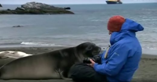 Journalist Is Hanging Out With One Seal Pup And Another Comes Over To Say Hi