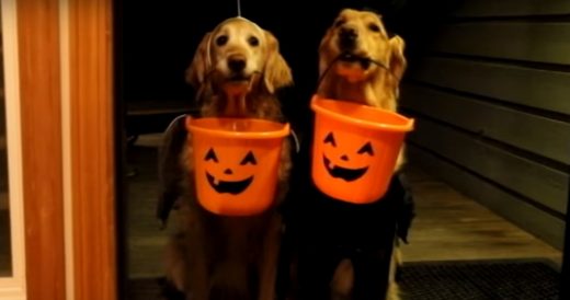 2 Golden Retrievers Dress Up And Go Trick-Or-Treating