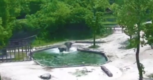 2 Elephants Rescue Calf When He Falls In Water