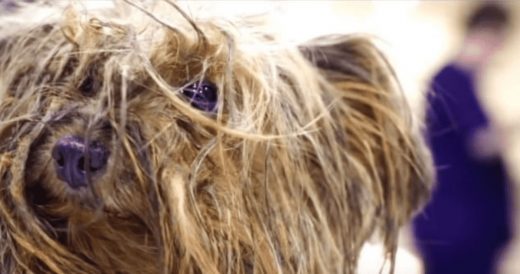 Neglected Pup Locked Away For 10 Years Is Given A Second Chance At Life