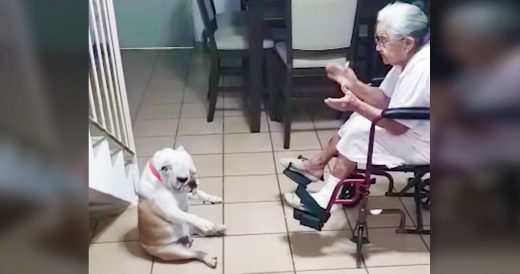 Grandma’s Clapping And Singing Makes Dog “Wiggle” Dance