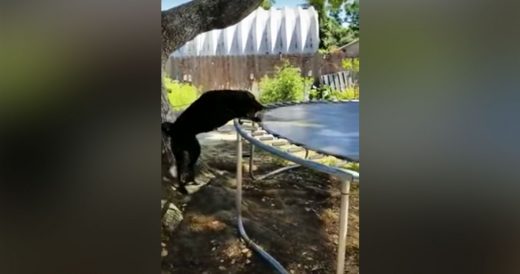 Dog Plays Fetch With Trampoline