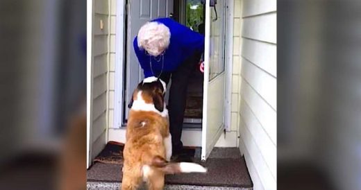 Big Puppy Appears At The Front Door Of Lonely Widow