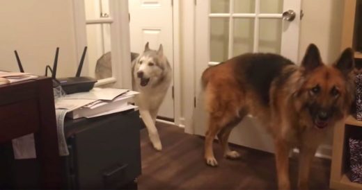 Husky Howls And Begs Mom For More Treats