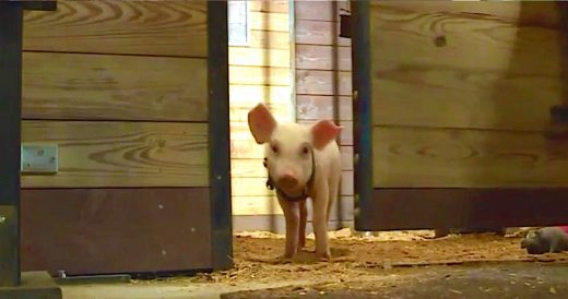 Piglet Headed For Slaughter Falls Off Truck Only To Wind Up With A Way Better Li...