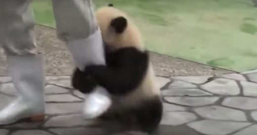 Man Takes Picture At Zoo, Watch What Happens When Panda Sneaks Up Behind Him